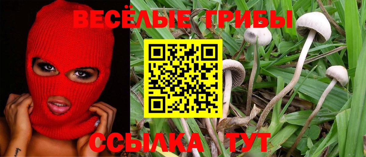 купить наркотик  Галлюциногенные грибы Psilocybe  Вход с VPN  Галлюциногенные грибы MAGIC MUSHROOMS  Новоалександровск 